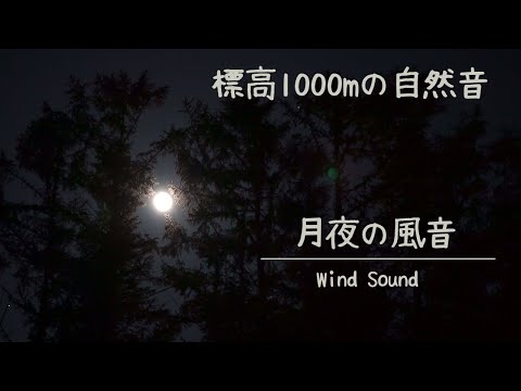 【自然の音】月夜の風音 ｜ 睡眠　リラックスしたいときにどうぞ　感想お待ちしています！|　 Wind Sound | Sounds for sleeping-calm