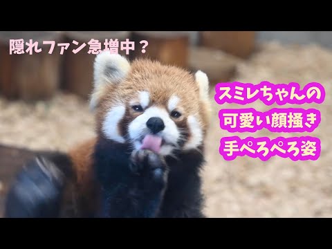 【超絶可愛い！スミレちゃんのクセのある可愛い顔掻きや手ぺろぺろなど（ある日の1日）】日本平動物園のレッサーパンダのスミレ