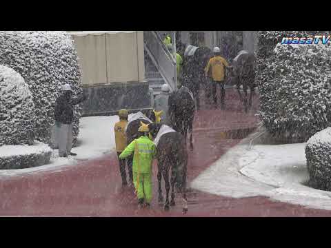 【現地撮影】2022年1月6日川崎競馬8R天照（あまてらす）賞、降雪による馬場悪化の為競争取り止め